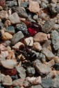 ants & garnets