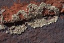 lichen