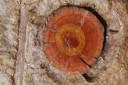 petrified wood