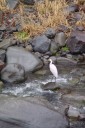 hot springs, egret