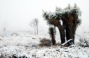 Snow in J-Tree