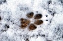 Coyote print in snow, J-Tree