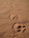 mountain lion tracks