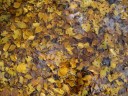 Cottonwood Leaves in Lost Canyon