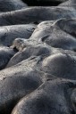 Kai Staats - Lava Flow, Big Island, Hawaii: Sensuality in Stone