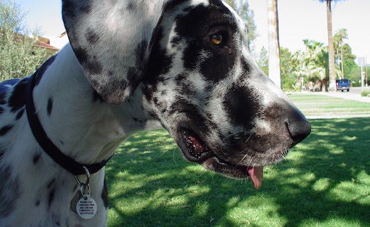 Cedie Staats, Great Dane - 2004-2013