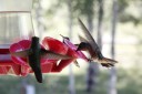 Kai Staats - Humming Birds at Buffalo Peak Ranch