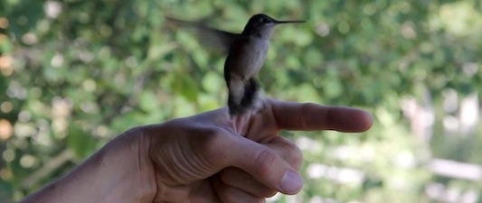 Kai Staats - Humming Bird at Buffalo Peak Ranch