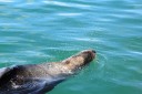 Kai Staats: Seal, Kalk Bay, South Africa