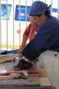 Kai Staats: Fish, Kalk Bay, South Africa