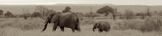 Kai Staats: Kruger National Park, South Africa