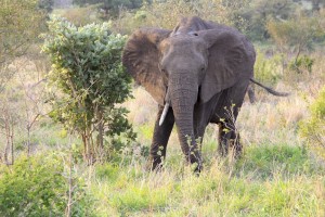 Kai Staats: Kruger National Park