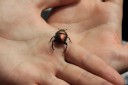 dung beetle on human hand