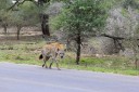 hyaena