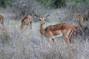 Kai Staats: Kruger National Park