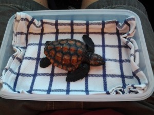 Kai Staats: turtle rescue