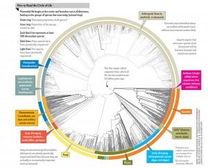 Circle of Life by Scientific American