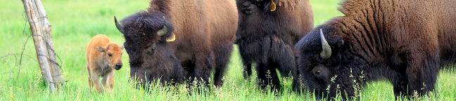 Kai Staats: Buffalo Peak Ranch, buffalo