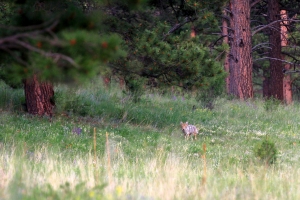 Kai Staats: Buffalo Peak Ranch, coyote