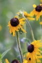 Kai Staats: Buffalo Peak Ranch, flower