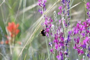 Kai Staats: Buffalo Peak Ranch, flower and bee
