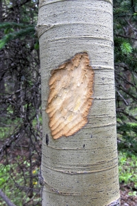 Kai Staats: Wigwam Wilderness, markings