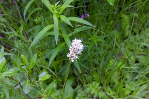 Kai Staats: Wigwam Wilderness, flower
