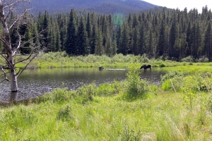 Kai Staats: Wigwam Wilderness, moose