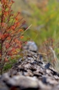 Kai Staats: Buffal Peak Ranch, Sep 2016