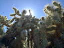 Cholla Forest, Superstitions, by Kai Staats