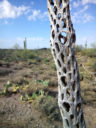 Ocotillo, Superstitions, by Kai Staats