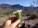 Saguaro Blossom, Superstitions, by Kai Staats