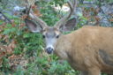 Deer, Washington Cascades, by Colleen Cooley