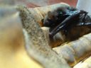 Bat rescue from a glue trap, photo by Kai Staats