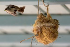 First flight 02, mom feeding, by Kai Staats