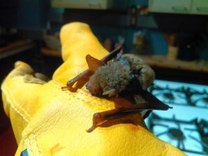 Bat caught in a bug trap, photo by Kai Staats