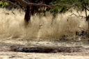 Birds at water hole - by Kai Staats