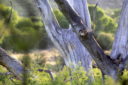 Cottonwood in the San Pedro river valley - by Kai Staats