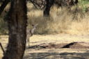 Deer in the mesquite bosque - by Kai Staats