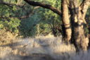 Mesquite bosque - by Kai Staats