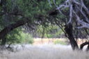 Mesquite bosque - by Kai Staats