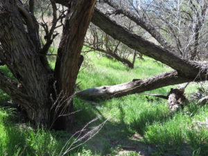 The Muleshoe Ranch CMA. Photo by Kai Staats