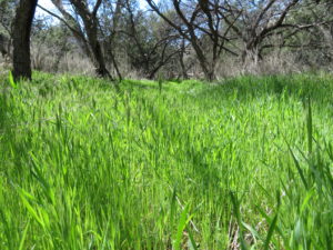 The Muleshoe Ranch CMA. Photo by Kai Staats