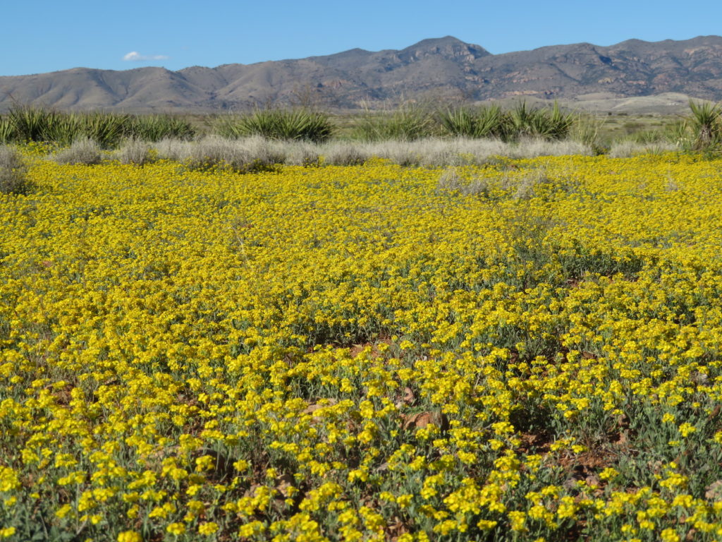 The Muleshoe Ranch CMA. Photo by Kai Staats