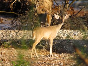 Deer at the confluence of the San Pedro and Paige rivers, by Kai Staats