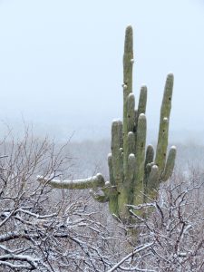 Saguaro in Snow, by Kai Staats