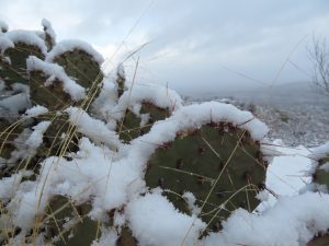 Snow in the San Pedro, by Kai Staats