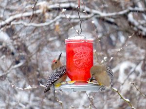 Woodpeckers in snow, by Kai Staats