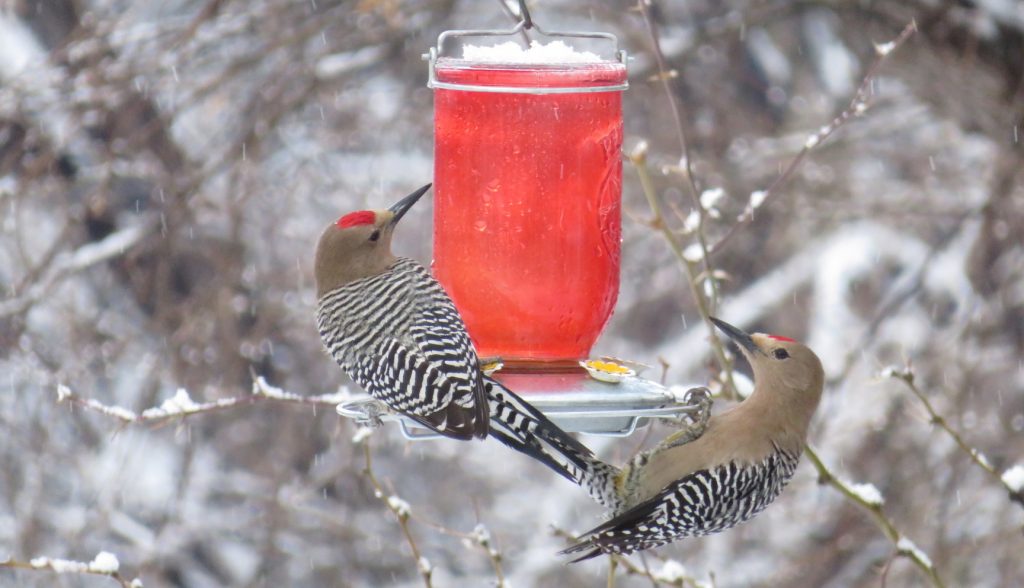 Woodpeckers in snow, by Kai Staats