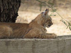 Bobcat in Cascabel